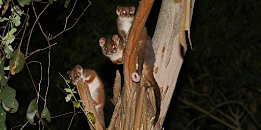 Night time Wonders - Whitehorse's Nocturnal  Neighbours  primärbild