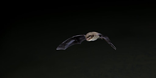 Imagem principal do evento Bats and Orchards: A Twilight Expedition