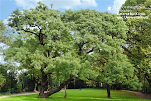 Imagen principal de Inspirativer Spaziergang durch Münchens Naturdenkmäler