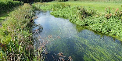 Primaire afbeelding van Local Volunteer Event: Walk from Emsworth - Westbourne along Chalk streams