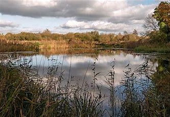 Wheatfen reserve - a walk with the warden