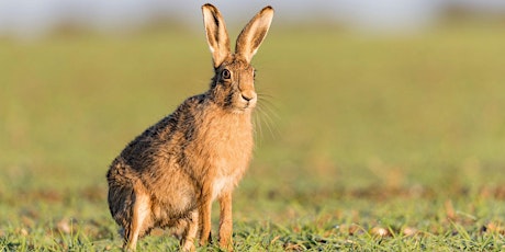 The Hares of the UK and Ireland