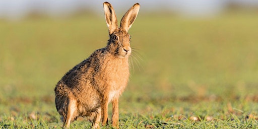 Hauptbild für The Hares of the UK and Ireland