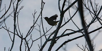 Dawn Chorus Walk! primary image