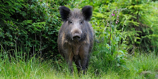 Image principale de Wild Boar in The UK