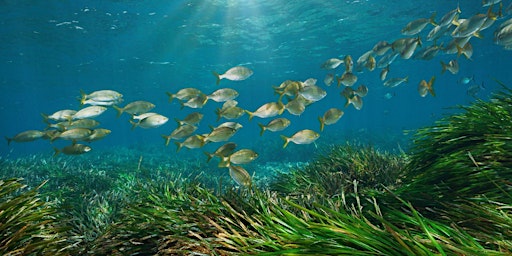 Imagem principal do evento The wonderful world of Sea Grass