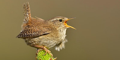 Imagem principal do evento Dawn Chorus Day