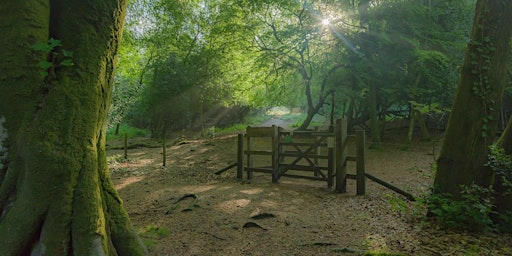 Immagine principale di A Woodland Breathwork Walk 