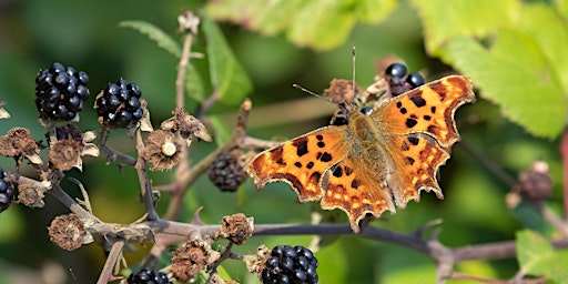 Primaire afbeelding van Late Summer Photography (ELC 2806)