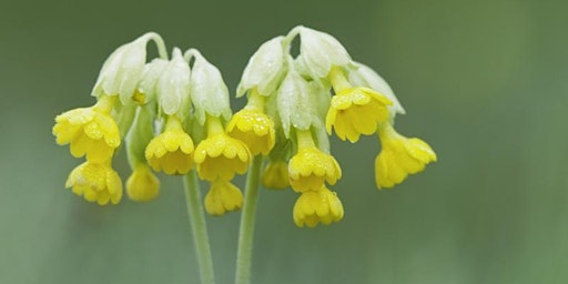 Imagen principal de Northants Nature Girls - Botanical Sketchbook Workshop