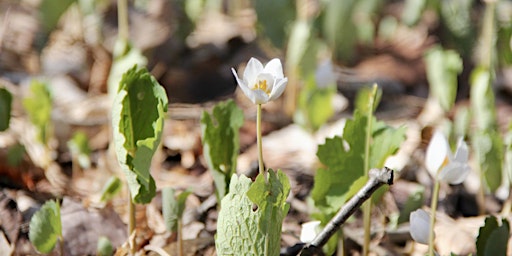 Hauptbild für Ephemeral Spring Sanctuary Walk