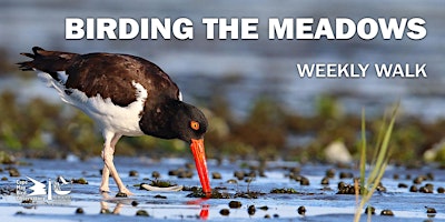 Primaire afbeelding van Birding the Meadows