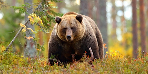 Bears in Britain: The past, present and future.