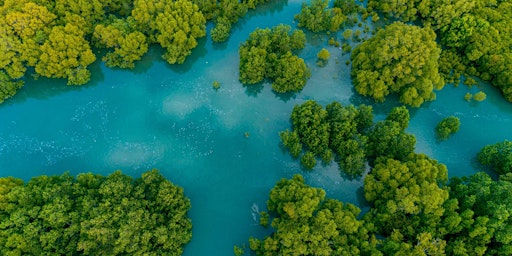 Imagem principal do evento Magnificent Mangroves