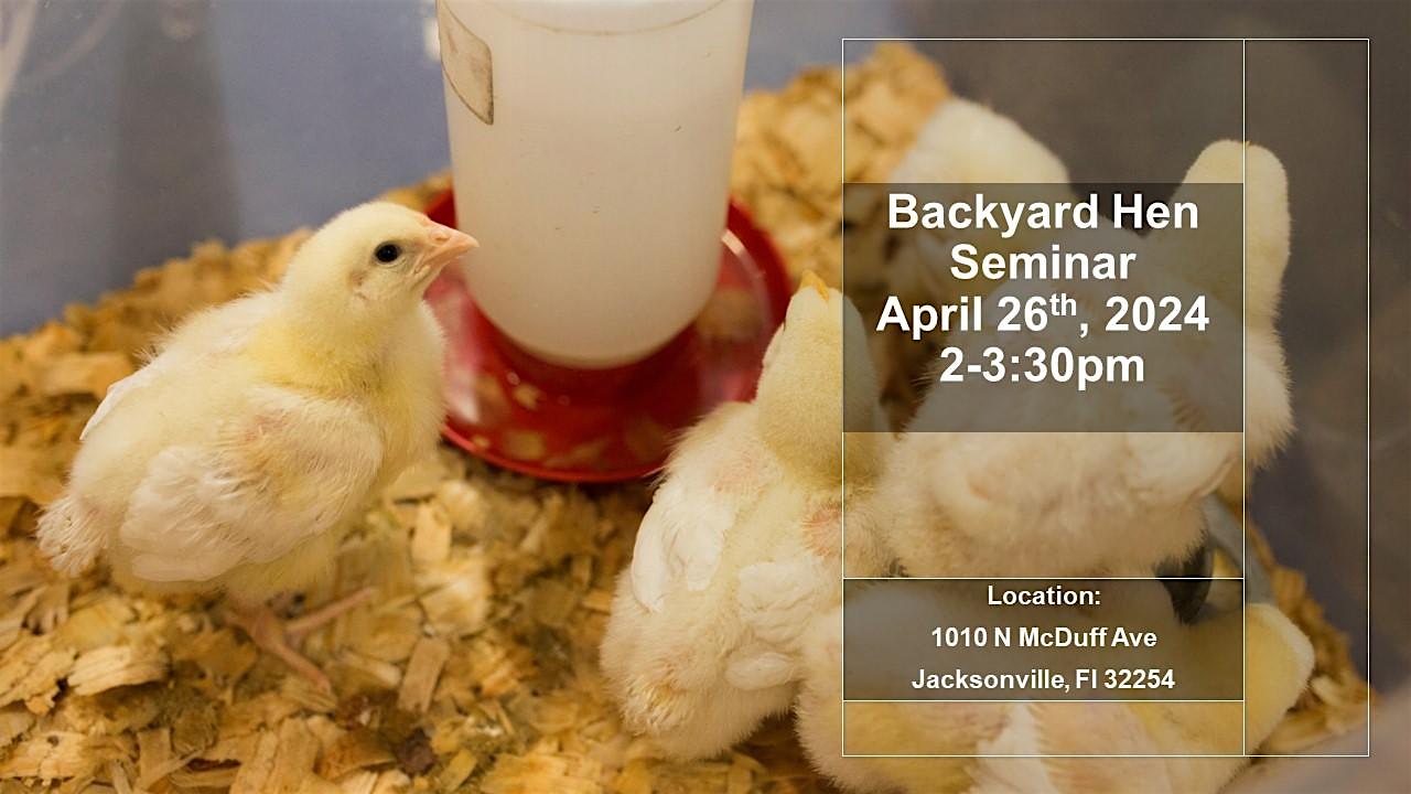 April Backyard Hen Training