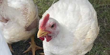 Backyard Chickens