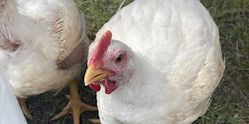 Backyard Chickens  primärbild