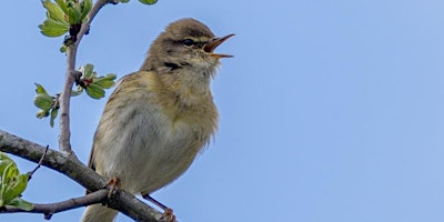 Dawn Chorus walk, Linford Lakes Nature Reserve primary image