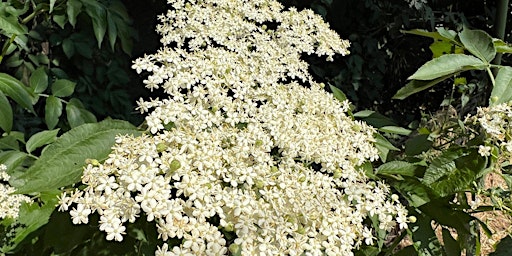 Primaire afbeelding van Spring foraging in the Forest