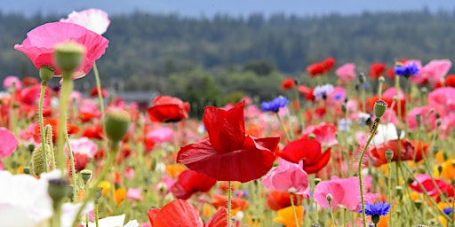 Hauptbild für FiorirAnnoLab-Bombe di semi