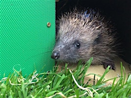 Hauptbild für Helping Hedgehogs In Your Wildlife Garden - Introductory Online Course