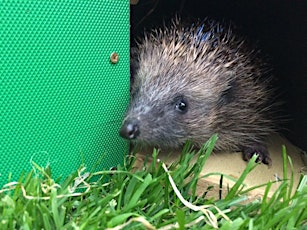 Helping Hedgehogs In Your Wildlife Garden - Introductory Online Course