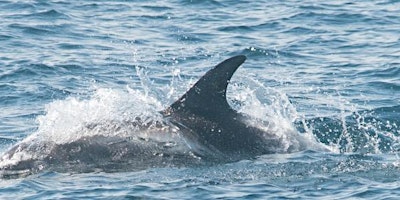 Imagen principal de North Sea pelagic cruise