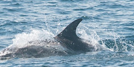 North Sea pelagic cruise