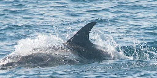 Imagem principal de North Sea pelagic cruise