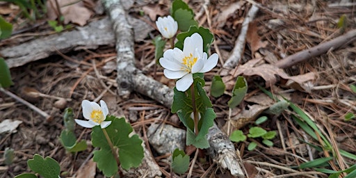 Spring Ephemerals in Bloom  primärbild