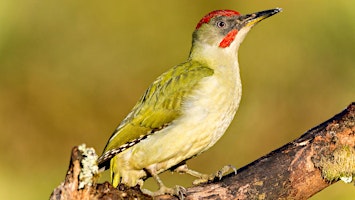 Imagem principal de An Introduction to the UK's Woodpeckers