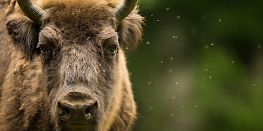 The European Bison (An introduction)  primärbild
