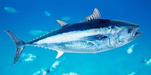 Blue Fin Tuna (an Introduction)