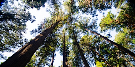 Forest Bathing - Connecting with Nature