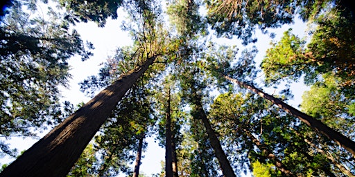 Primaire afbeelding van Forest Bathing - Connecting with Nature