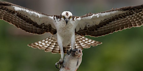 An Introduction to the Osprey