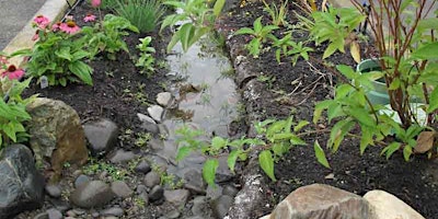 Create a naturalized rain garden