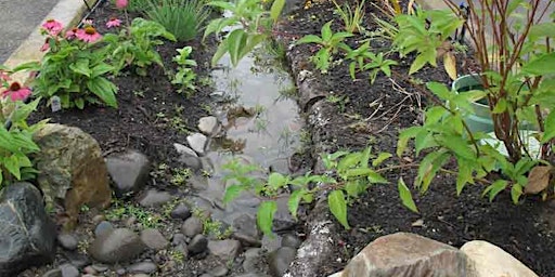 Hauptbild für Create a naturalized rain garden