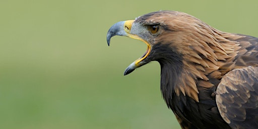 Primaire afbeelding van The Golden Eagle  (An Introduction)
