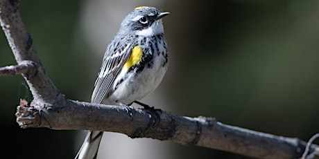 Spring Migrations