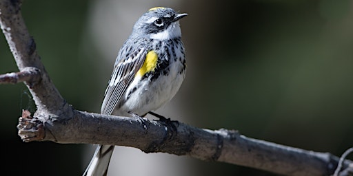 Primaire afbeelding van Spring Migrations