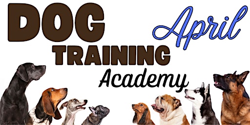 Dog Training Academy - Beginners primary image