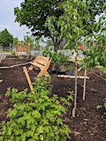 Planting companion layers in a food forest primary image