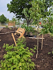 Planting companion layers in a food forest