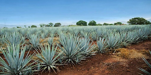 Image principale de Amathus Drinks Agave Tasting