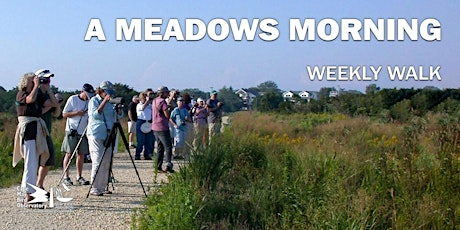 A Meadows Morning