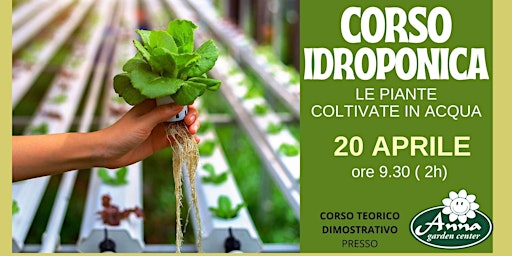 Hauptbild für CORSO TEORICO IDROPONICA: LE PIANTE SENZA TERRA