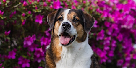 Yappy Hour Fundraiser for the New Hanover Humane Society