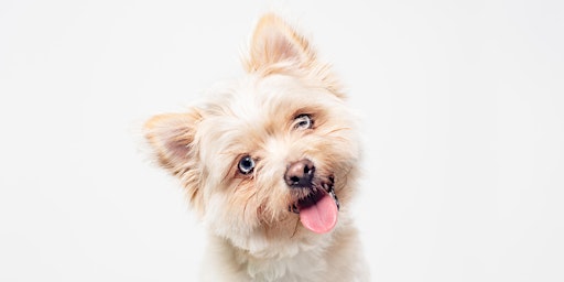 Dog Mini-Photoshoot  primärbild