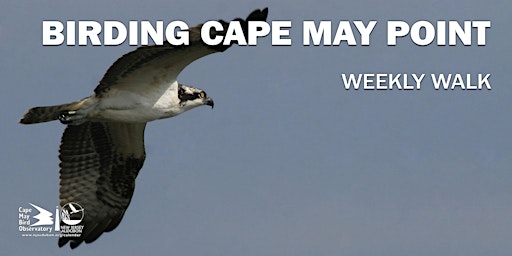 Hauptbild für Birding Cape May Point